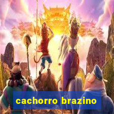 cachorro brazino